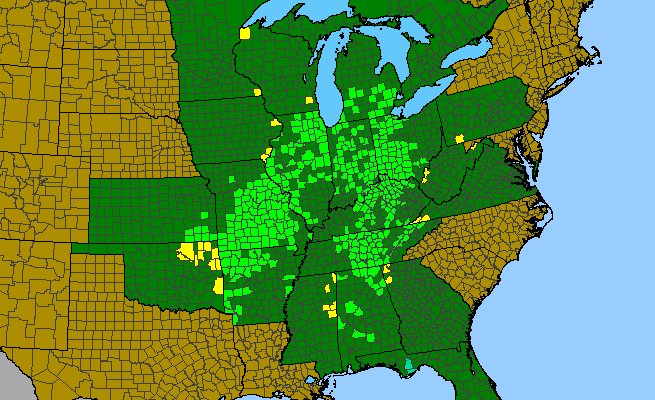 The range of Fraxinus quadrangulata